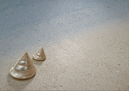 Materia Viva Conchiglia