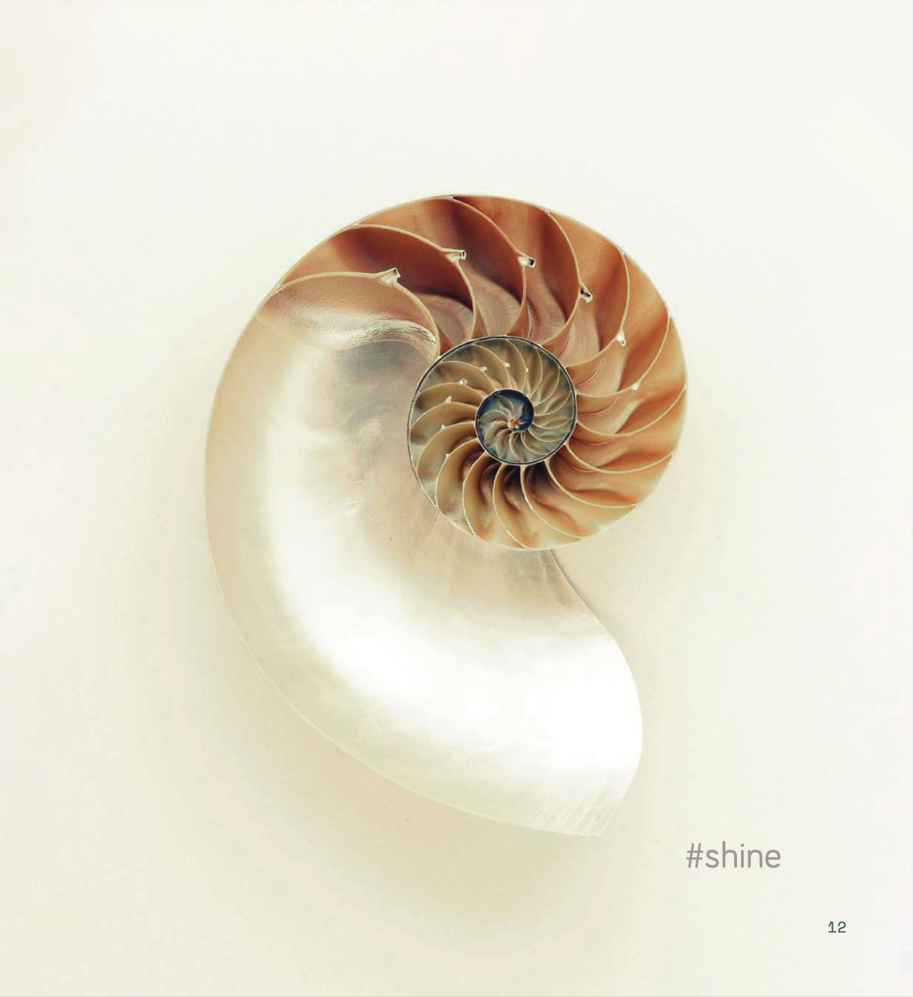 Materia Viva Conchiglia