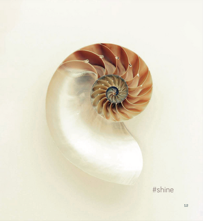 Materia Viva Conchiglia